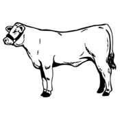 COW017