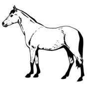 HORSE029