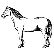 HORSE030