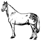 HORSE033