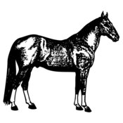 HORSE054