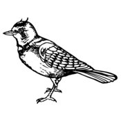 BIRD021