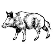 BOAR0001