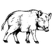 BOAR0003