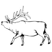 DEER004