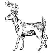 DEER019