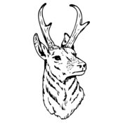 DEER023