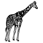 GIRAFF02