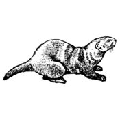 OTTER001