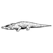 CROC03