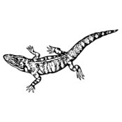 LIZARD02