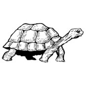 TURTLE01