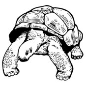 TURTLE02