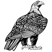 Eagle