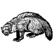 Badger