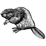 Beaver