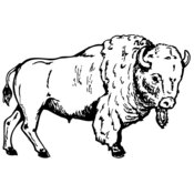 Buffalo