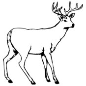 Deer