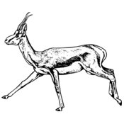 Gazelle