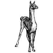 llama