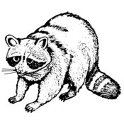 Raccoon