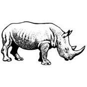 Rhino