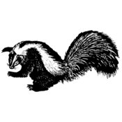 Skunk