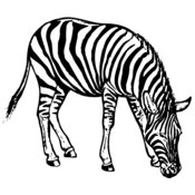 Zebra